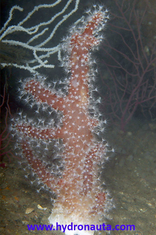 Alcyonium glomeratum